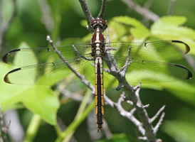 Slaty Skimmer